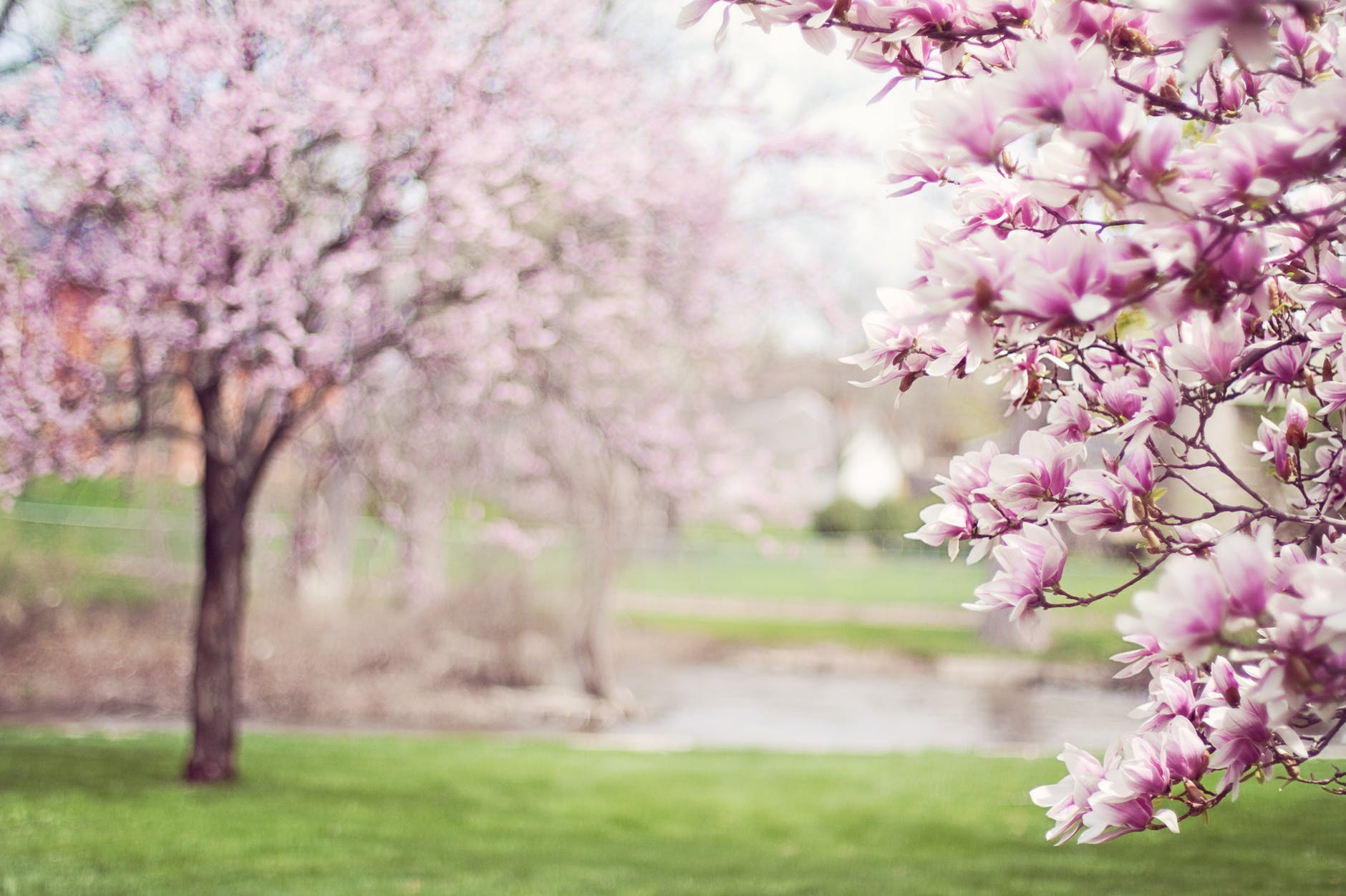 @April magnolia-trees-springtime-blossoms-spring-38910